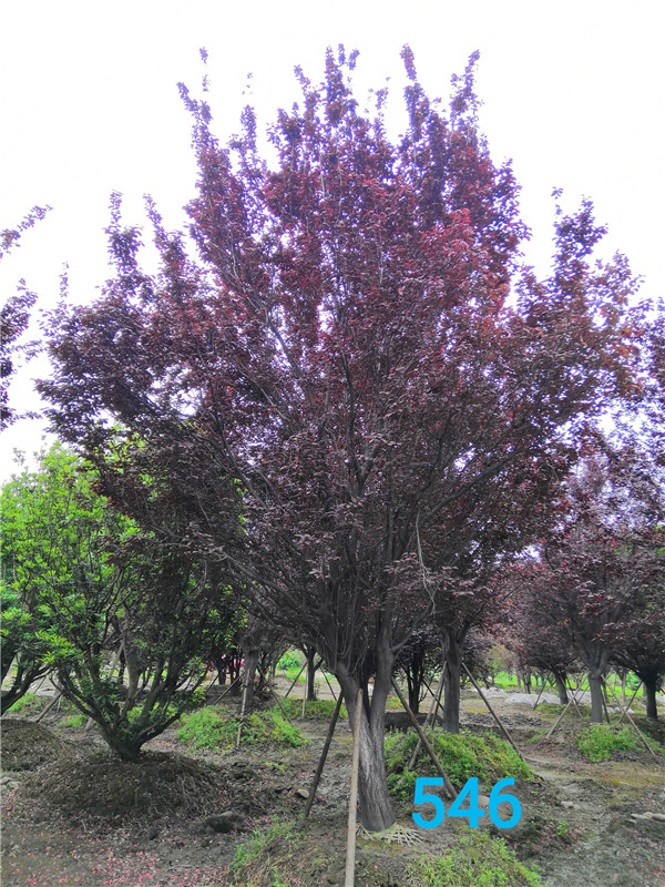 哪里有卖红叶李？