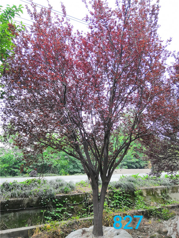 樱花和红叶李哪个树贵？