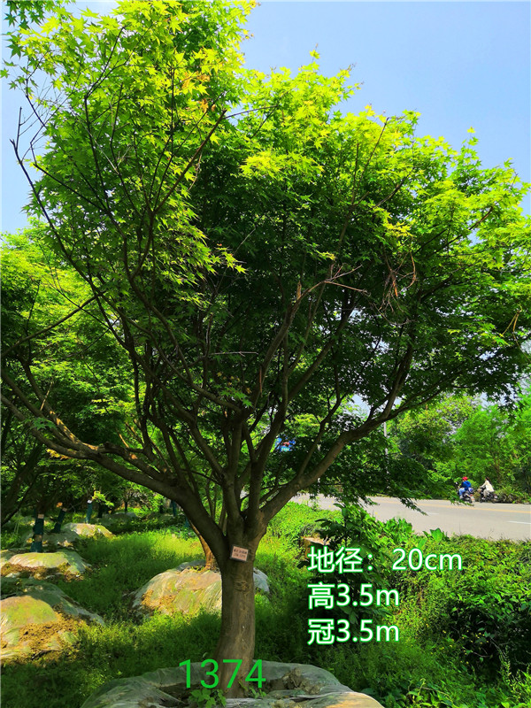 鸡爪槭有哪些病虫害？