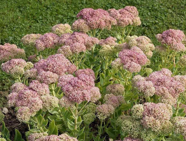 长药八宝的药用价值有哪些？