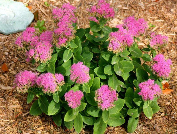 长药八宝的养殖方法和注意事项有哪些？