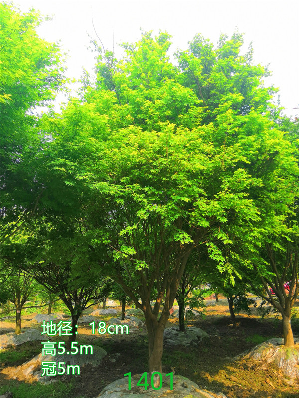 鸡爪槭和红枫哪个贵？