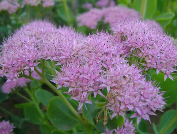 长药八宝有毒吗？可以养在室内吗？