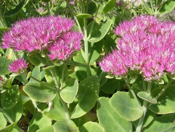 长药八宝为什么不开花？