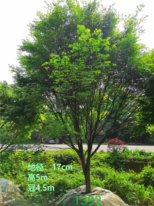 红枫和鸡爪槭哪个好？