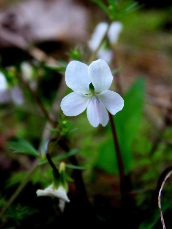 白花地丁的功效与作用有哪些？