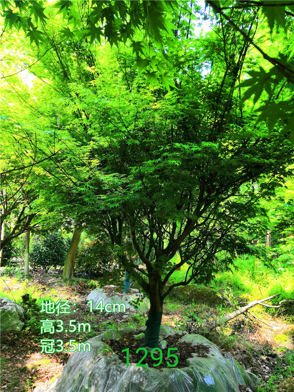 鸡爪槭的变种有哪些？