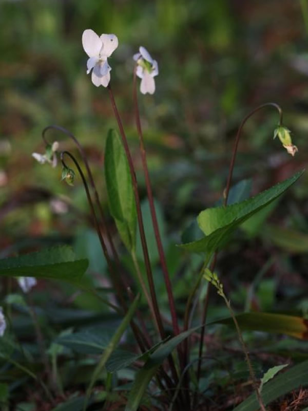 白花地丁和紫花地丁是不是一样的？有什么区别？