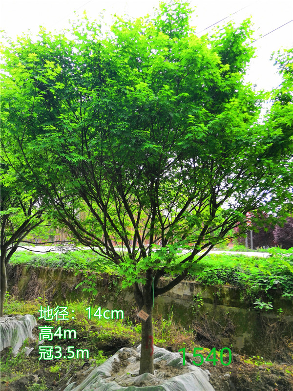 鸡爪槭的繁杂方法有哪些？