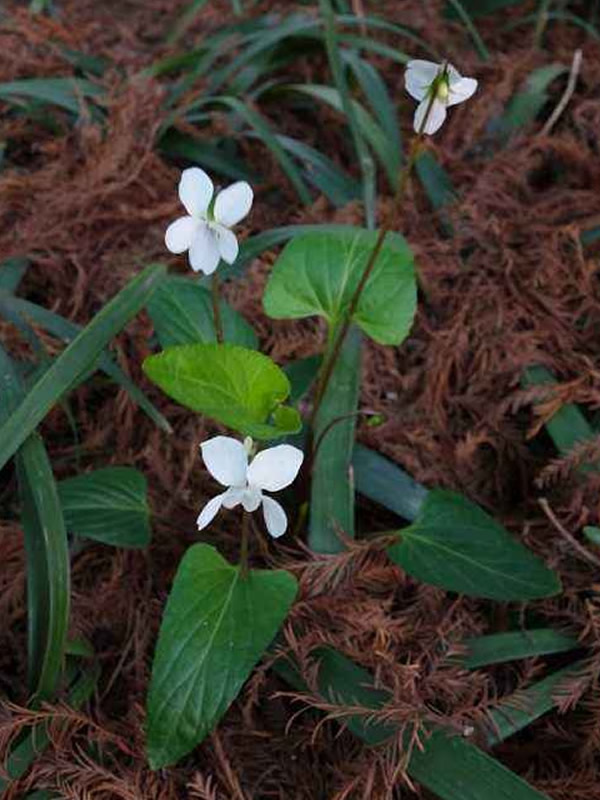 白花地丁可以当菜吃吗？