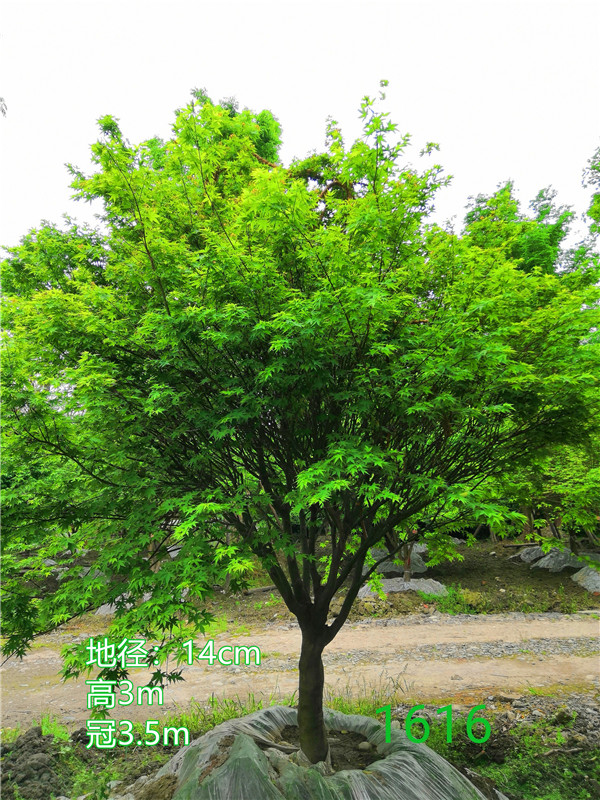 鸡爪槭一年生长多少？