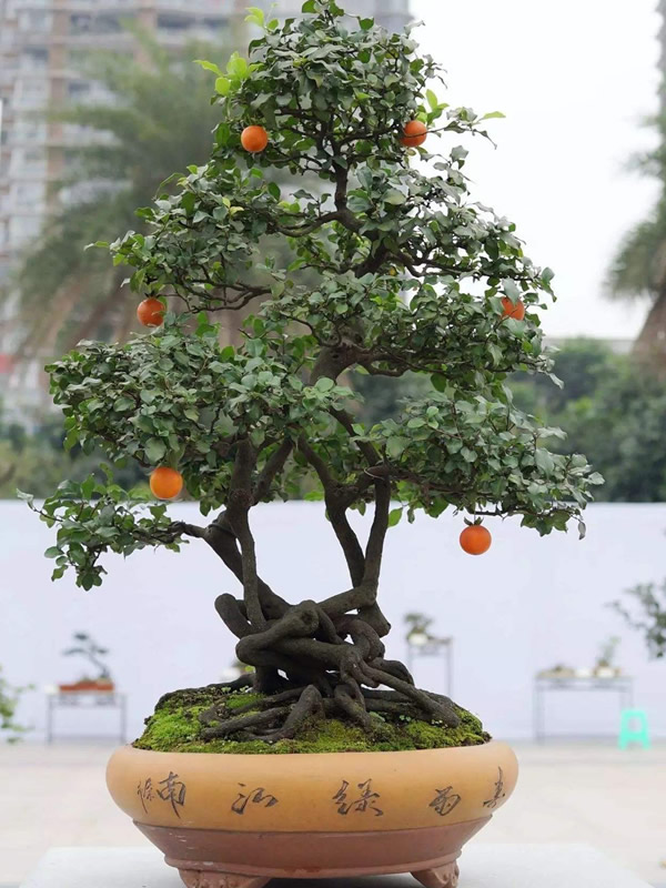 黑塔子树和金弹子的区别有哪些？