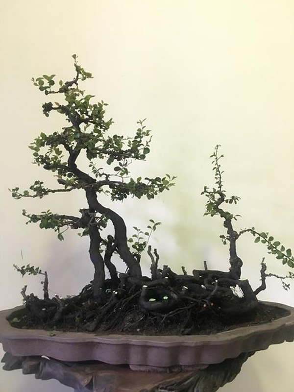 目前市面上黑塔子树为什么贵？