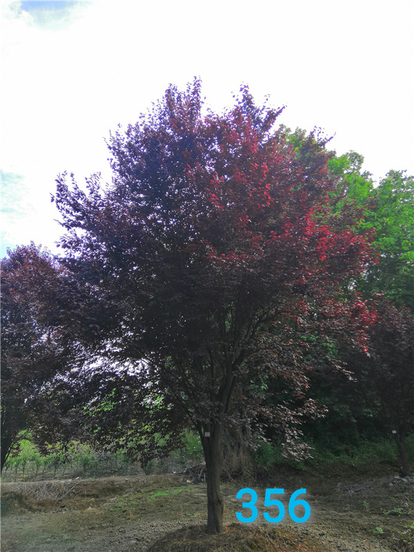 红叶李怎么修剪？