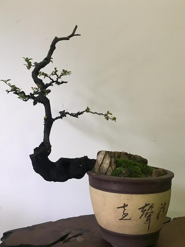 黑塔子树盆栽的养护要点有哪些？