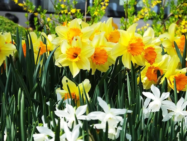 洋水仙的养殖方法有哪些？