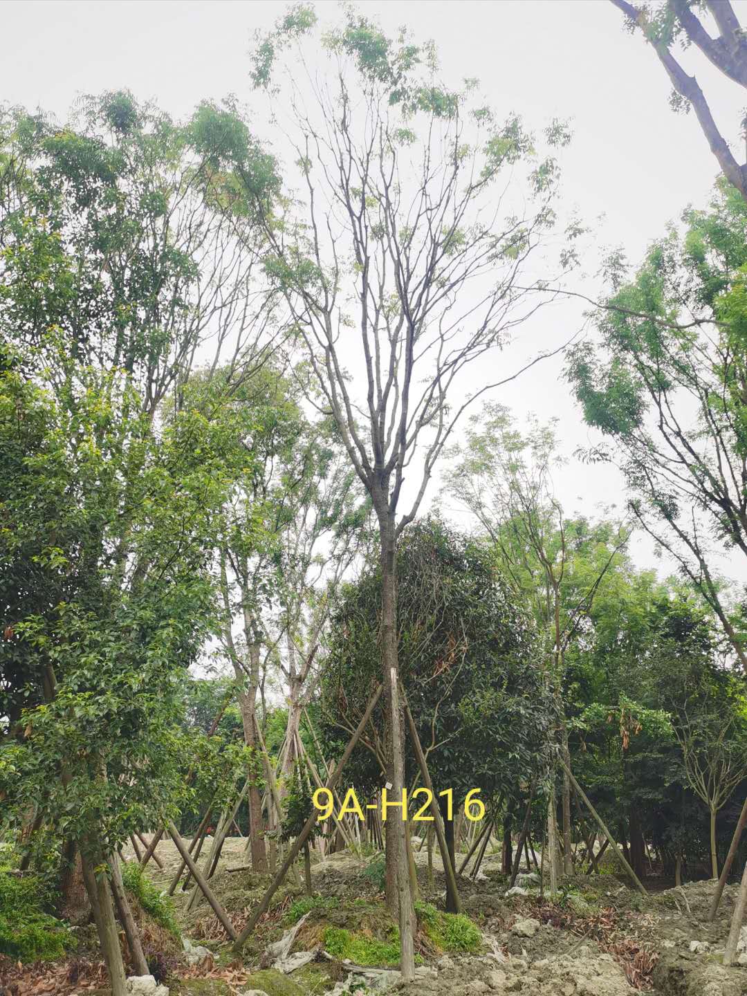 黄连木怎么样？