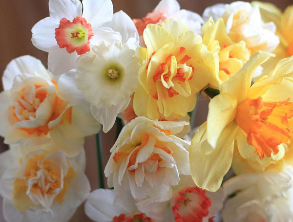 开花后的洋水仙如何起球？