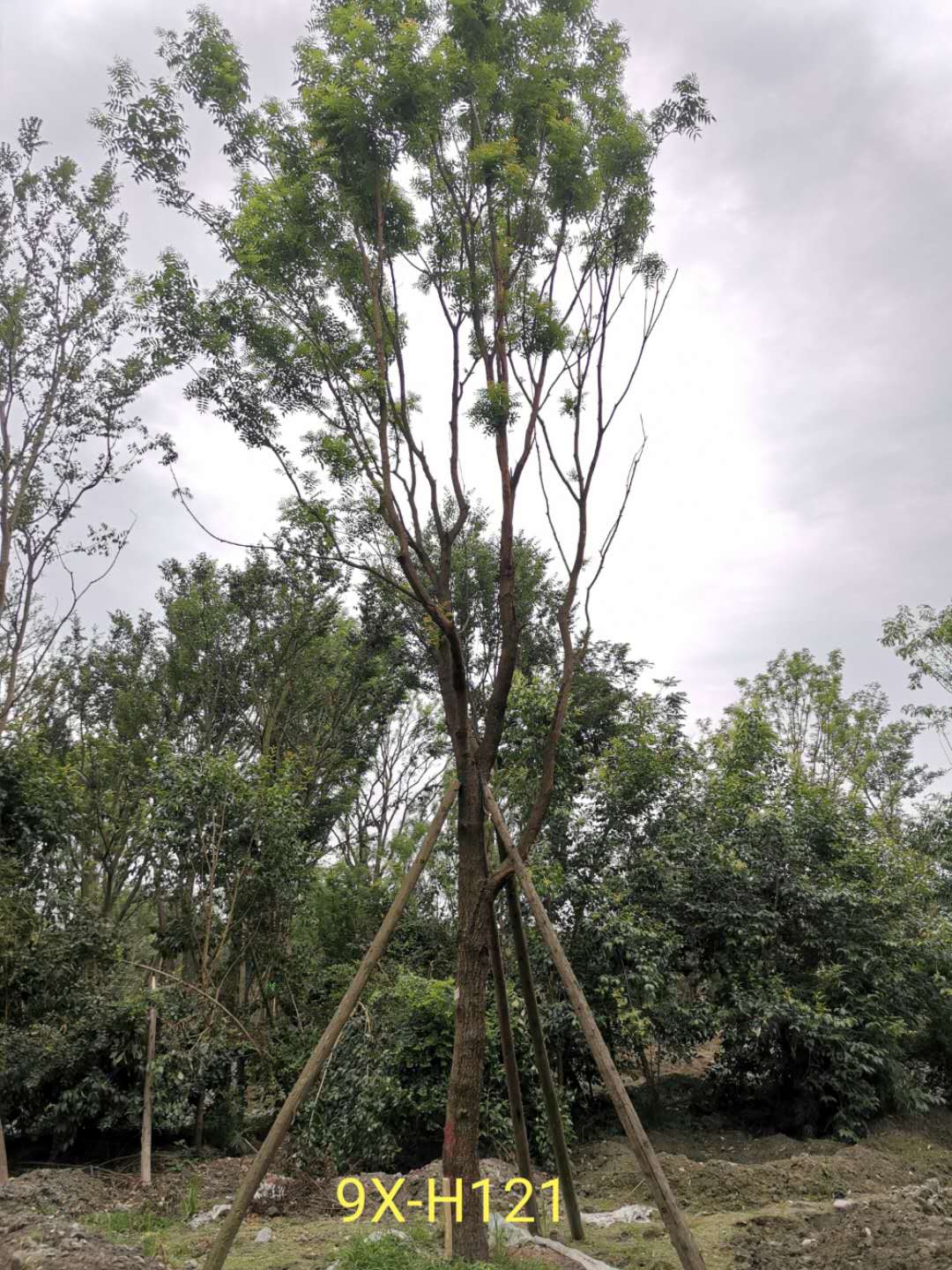 如何养护黄连木？