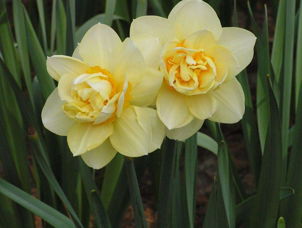 洋水仙有毒吗？能够食用么？