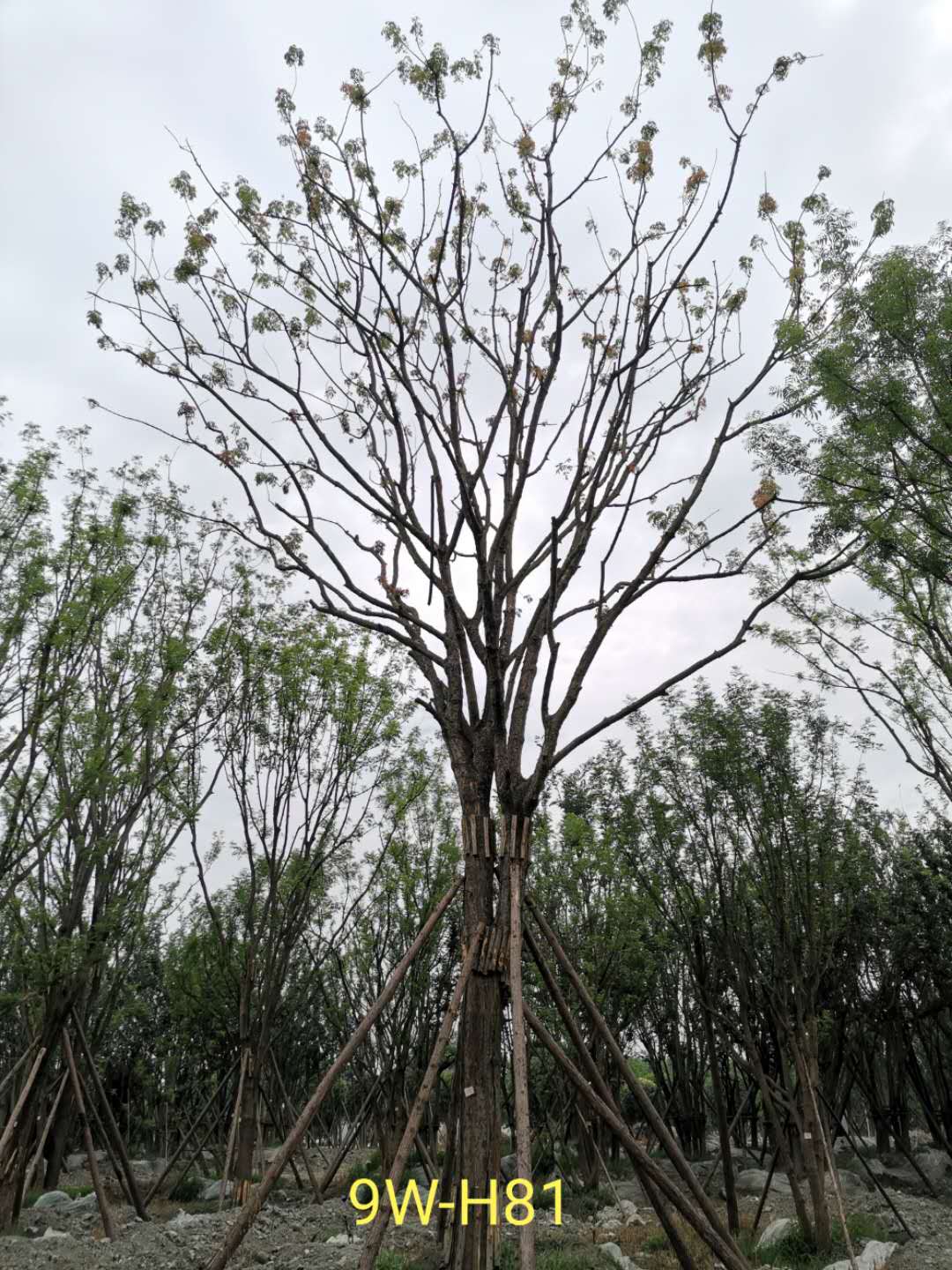 黄连木树的果实有什么作用？