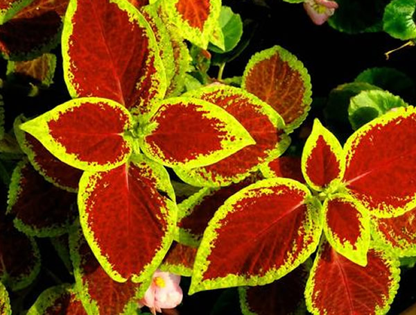 五彩苏有毒吗？能够吃吗？