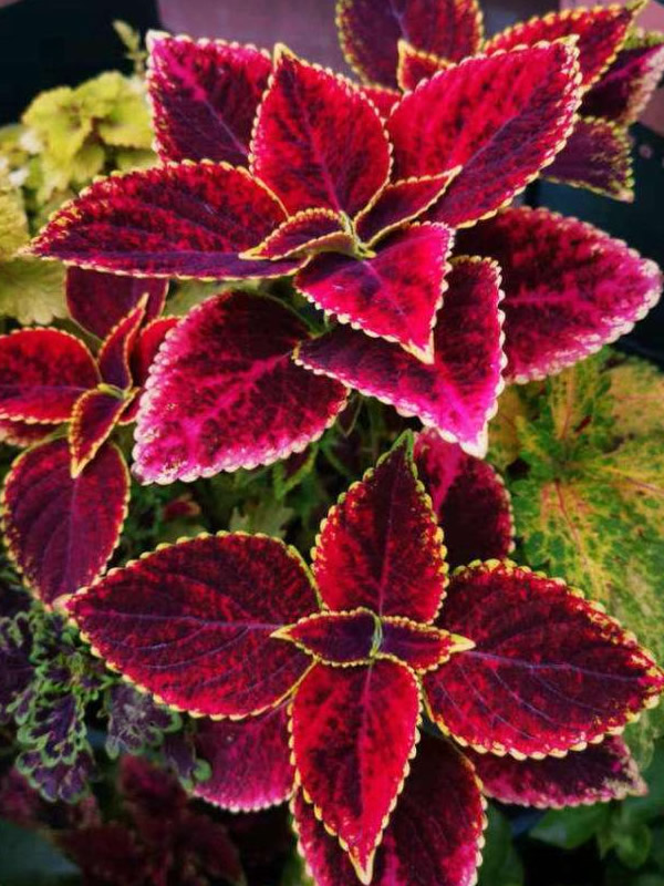 五彩苏怎么扦插成活率最高？