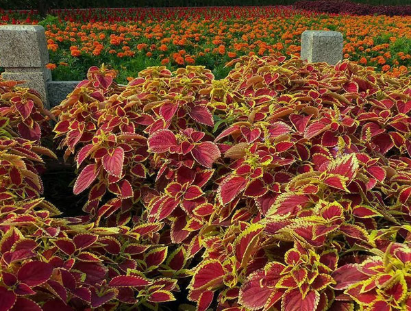 五彩苏的药用价值有哪些？