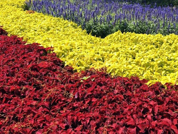 五彩苏的养殖方法和注意事项有哪些？