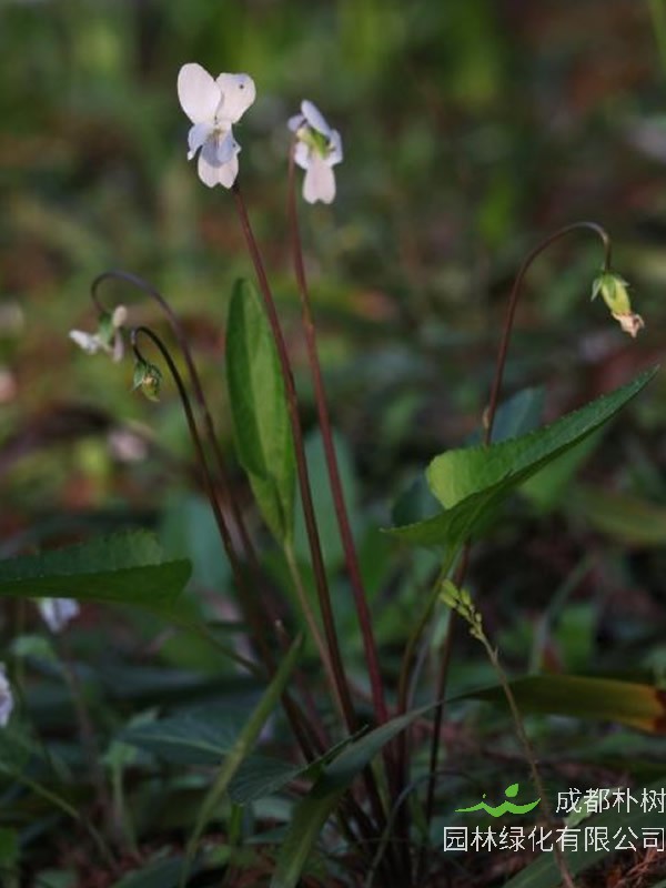 白花地丁和紫花地丁是不是一样的？有什么区别？