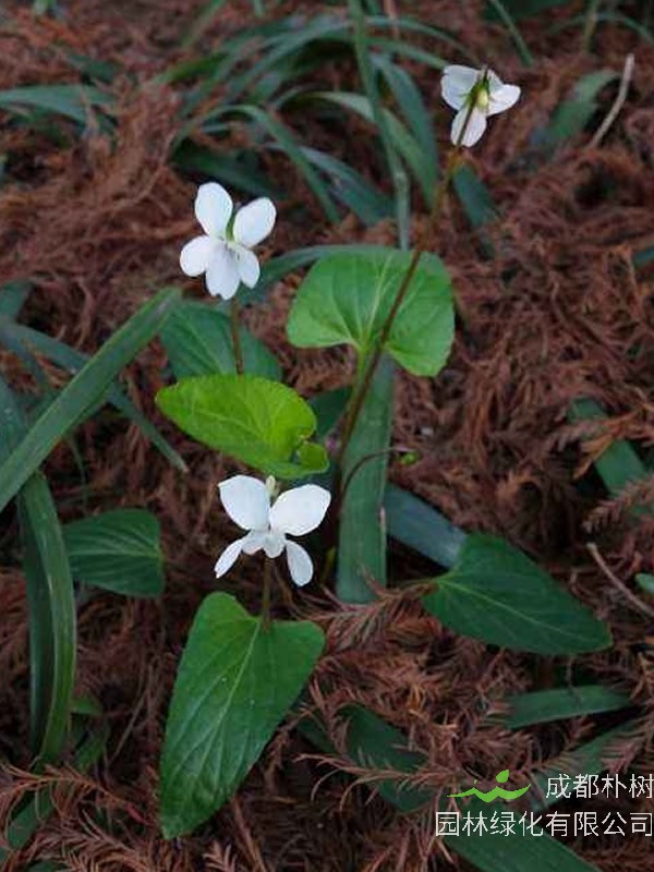 白花地丁可以当菜吃吗？