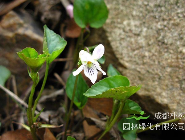 白花地丁别名有哪些？