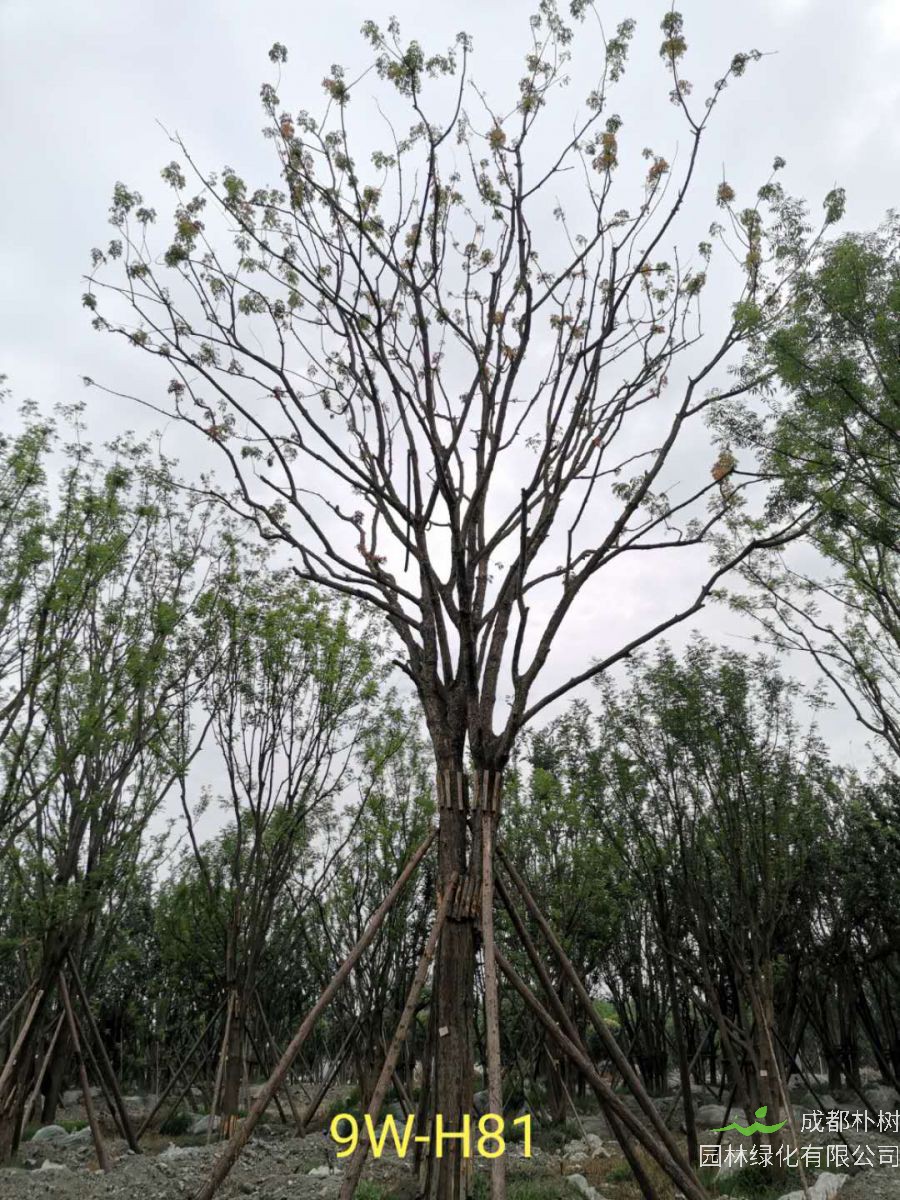 黄连木树的果实有什么作用？