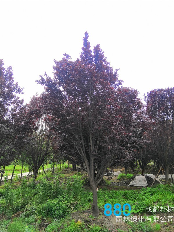 红叶李果实功效是怎么样的？