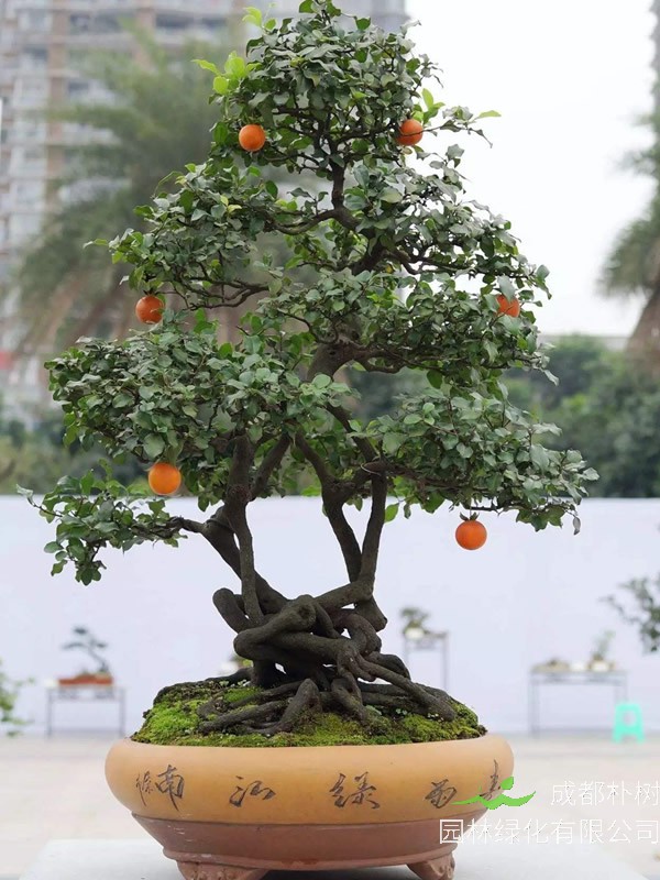 黑塔子树和金弹子的区别有哪些？