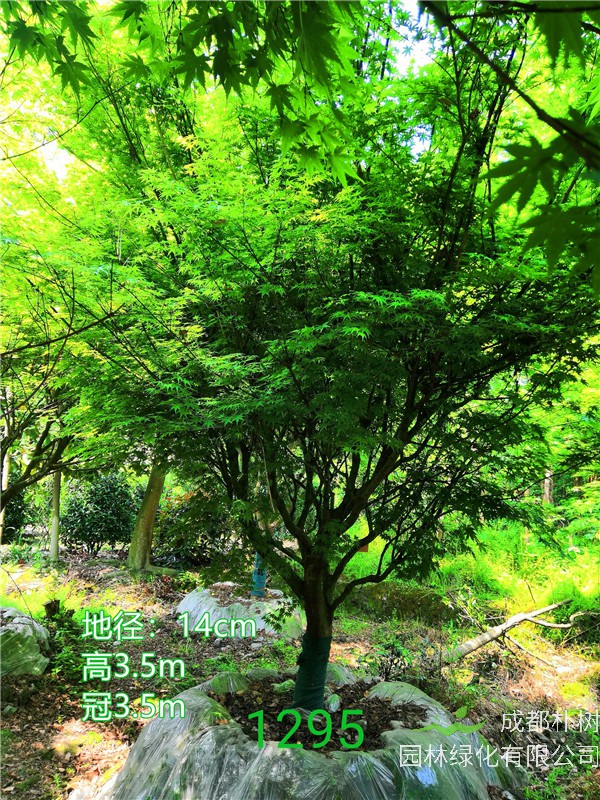 鸡爪槭的变种有哪些？