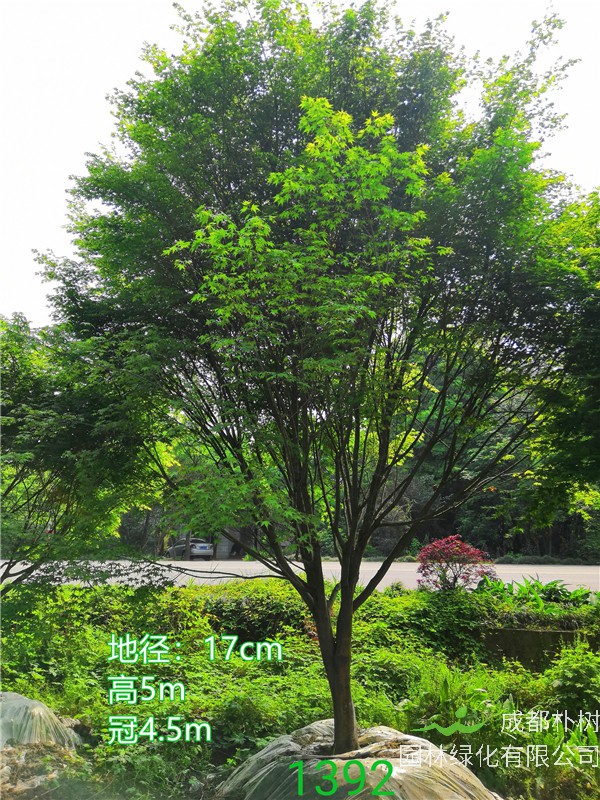 红枫和鸡爪槭哪个好？