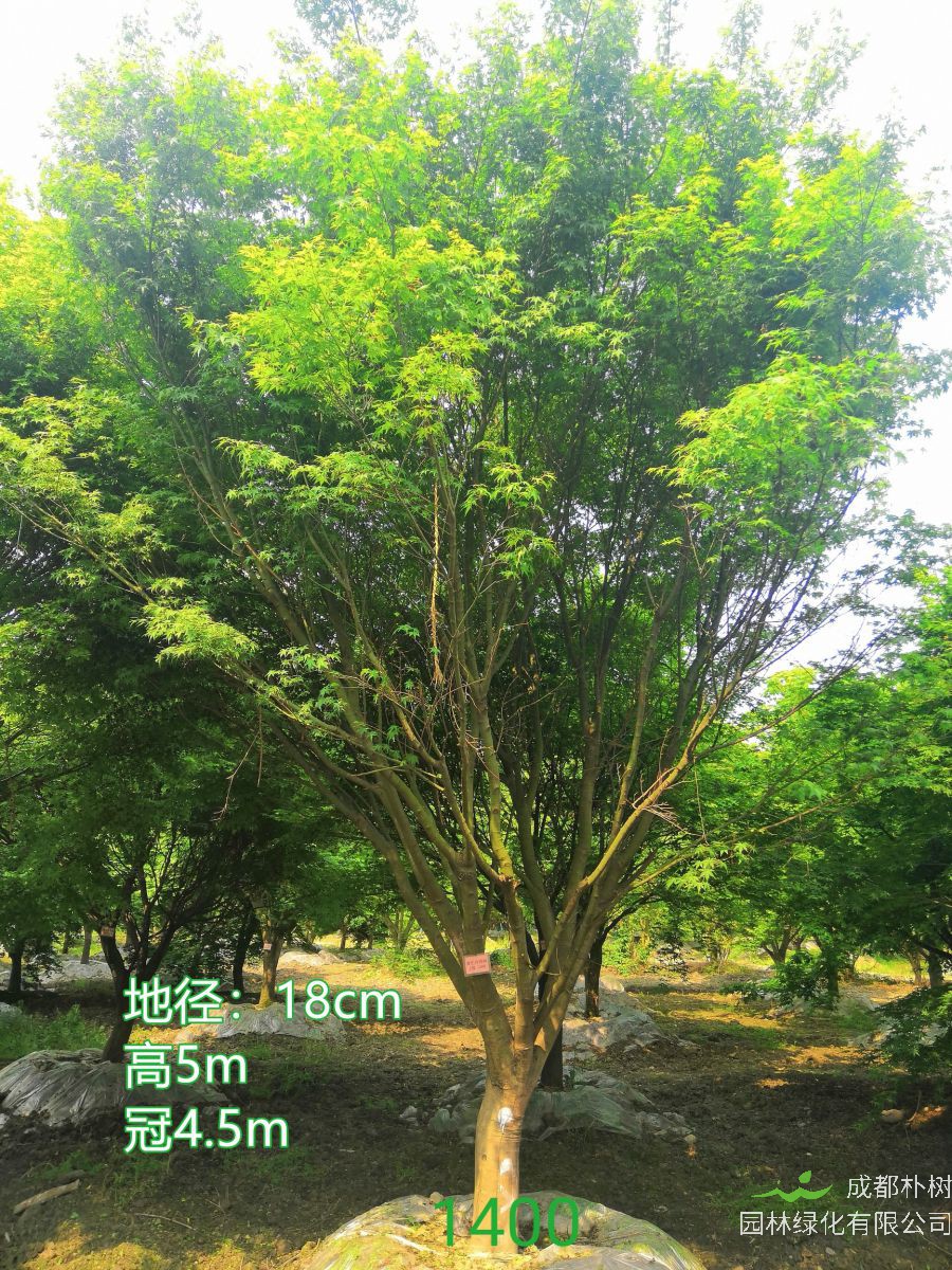 鸡爪槭怎么样？