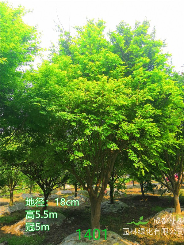 鸡爪槭和红枫哪个贵？