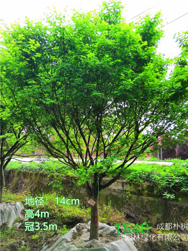 鸡爪槭的繁杂方法有哪些？