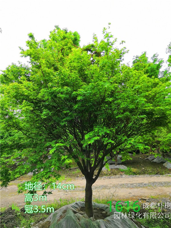 鸡爪槭一年生长多少？