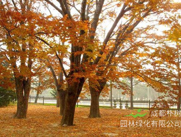 红榉树图片大全，最新红榉树图片欣赏