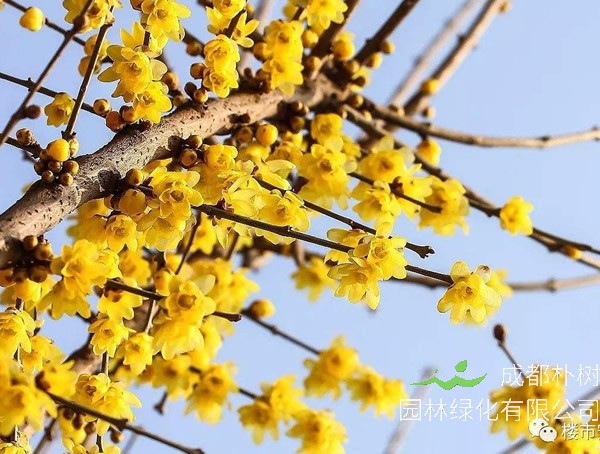 素心梅的种植方法有哪些？怎样种植最好？