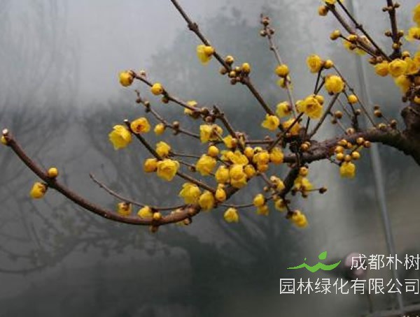 素心梅的花语和象征意义是什么？