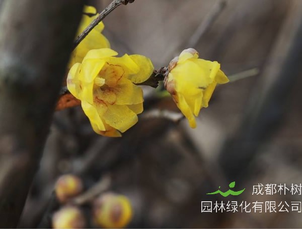 素心梅结果怎么回事？