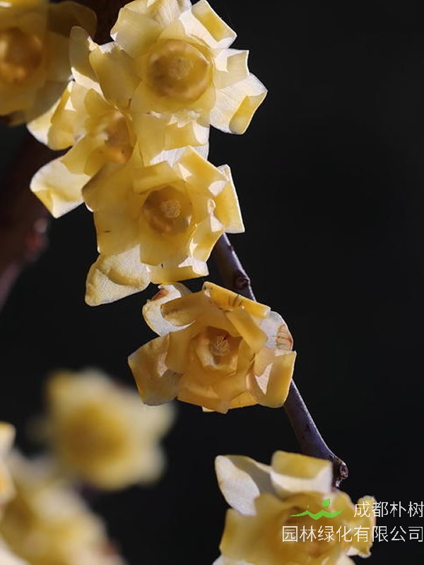 素心梅什么时候开花？