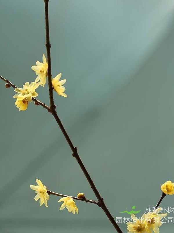 素心梅扦插方法是怎样的？容易成活么？