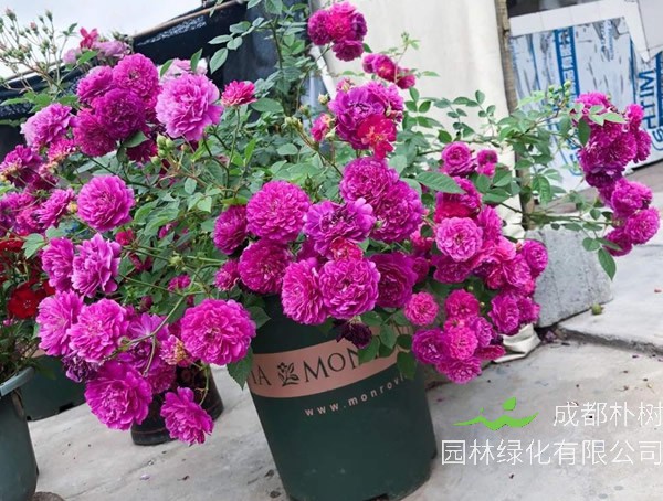 甜蜜马车月季的优缺点有哪些？