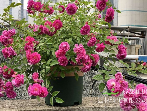 甜蜜马车月季是藤本还是灌木植物？