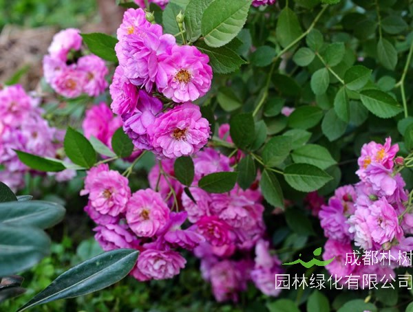 甜蜜马车月季养殖方法有哪些？